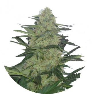 Семена марихуаны купить сорт Tutankhamon Auto Fem.